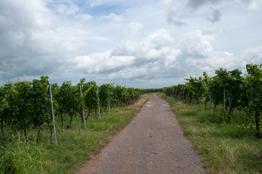 Hiking in Alsace with vinewyard views in France vacation