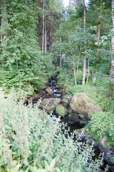 Black forest hiking in summer