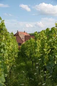 Hiking in Alsace with vinewyard views in France vacation