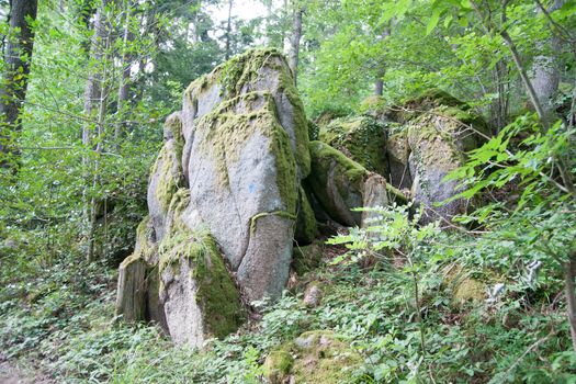 Nature and forest in europe france vacation hiking