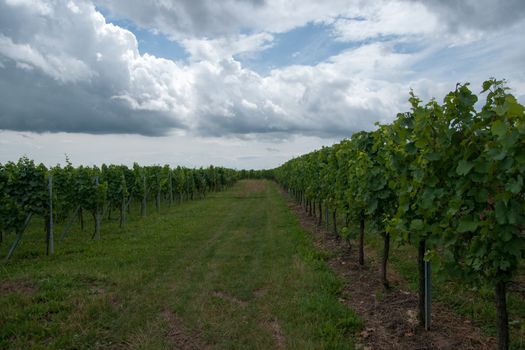 Hiking in Alsace with vinewyard views in France vacation