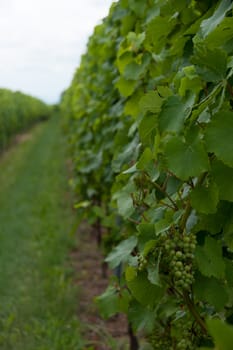 Hiking in Alsace with vinewyard views in France vacation