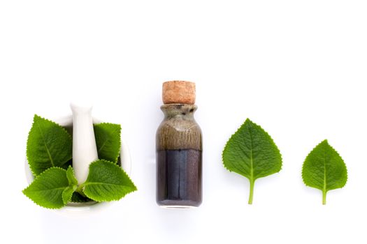 Country Borage,Indian Borage,Coleus amboinicus Lour with white mortar and essential extract oil isolate on white background.