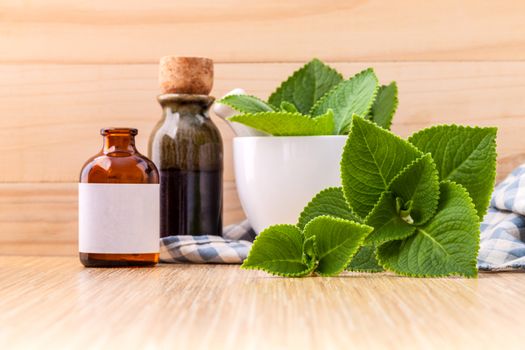 Country Borage,Indian Borage,Coleus amboinicus Lour with white mortar and essential extract oil on wooden background.