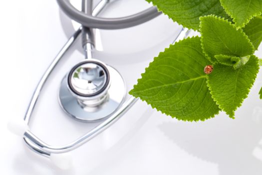 Closeup ladybug on Indian borage, Country borage, Oreille, Oregano with stethoscope isolated on white background.