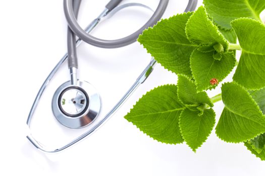 Closeup ladybug on Indian borage, Country borage, Oreille, Oregano with stethoscope isolated on white background.