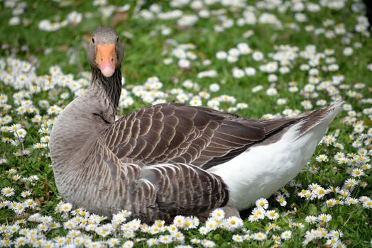 lone duck among daisies in fota wildlife park near cobh county cork ireland