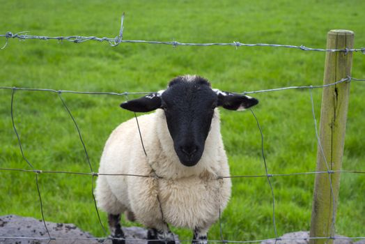 lone irish sheep peering through a wire fence