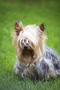 mini yorkshire terrier pup playing in the green grass