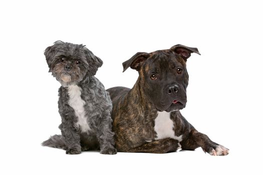 A stafford  and a Lhasa apso dog in front of a white background