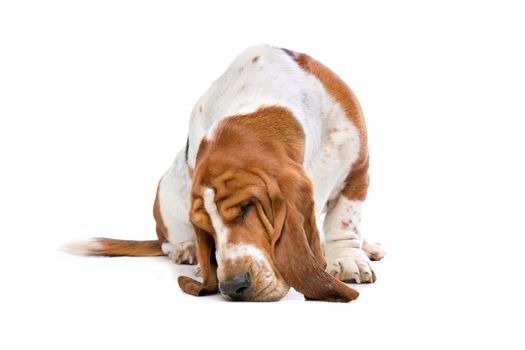 Basset hound sniffing the ground in front of a white background