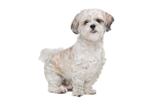 Mixed breed dog in front of a white background