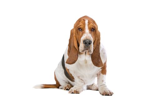 Basset hound in front of a white background