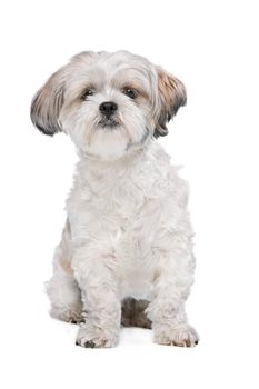 Mixed breed dog in front of a white background