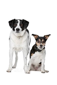 two mixed breed dogs sitting in front of a white background