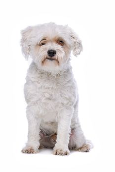 white mixed breed dog sitting in front of a white background