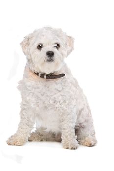 Mixed breed dog in front of a white background