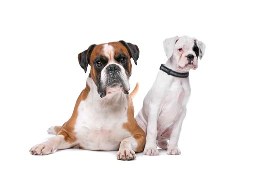 Brown boxer dog and a boxer puppy in front of a white background