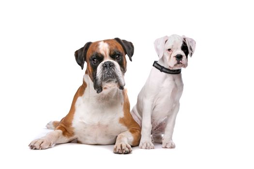 Brown boxer dog and a boxer puppy in front of a white background