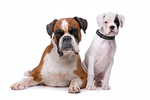 Brown boxer dog and a boxer puppy in front of a white background