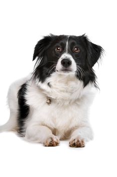 mixed breed dog in front of a white background