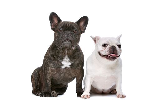 two French bulldogs sitting in front of a white background