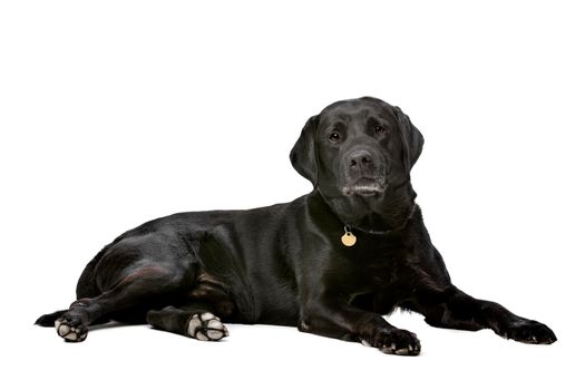 black ten years old Labrador in front of a white background