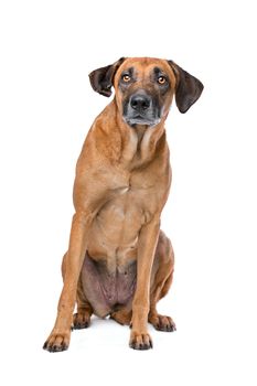 Rhodesian Ridgeback in front of a white background