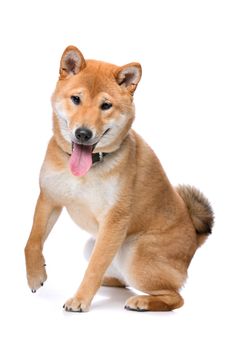 Shina Inu in front of a white background