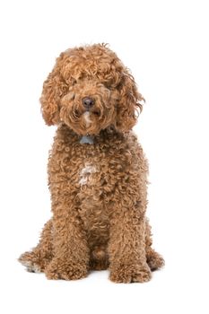 brown Labradoodle sitting in front of a white background