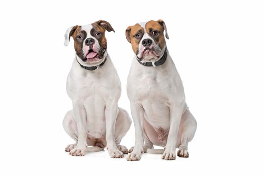 two American Bulldogs sitting in front of a white background