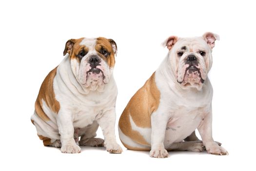 two English Bulldogs sitting on front of a white background