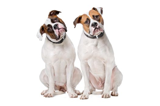 two American Bulldogs sitting in front of a white background