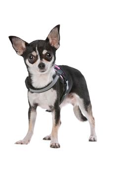 Black and White Chihuahua dog in front of a white background