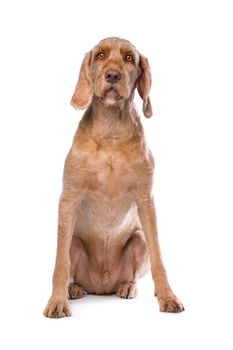 Wirehaired Vizsla dog in front of a white background