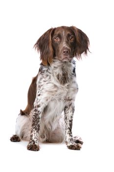 The Small Munsterlander also named as Heidewachtel in front of a white background