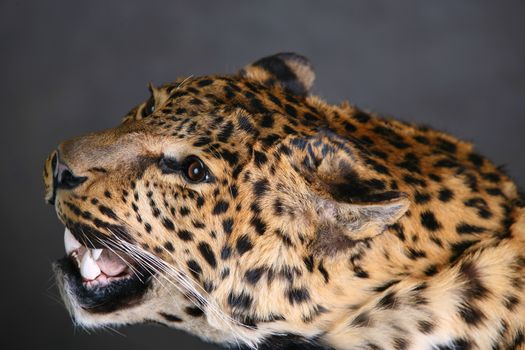 Head of the leopard with an open mouth close-up