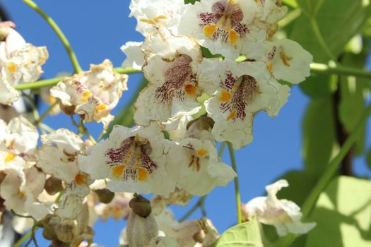 Flowers on the chestnut thee in spring.