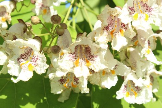 Flowers on the chestnut thee in spring.