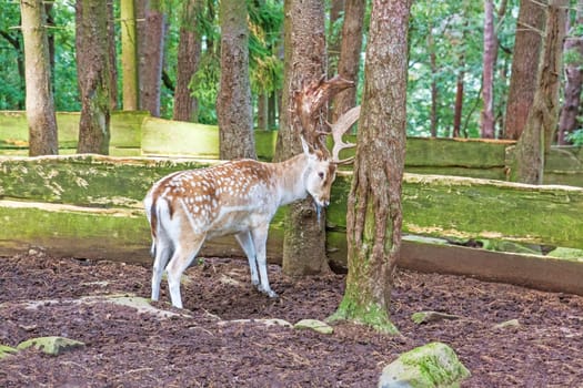 Male red deer standing at a tree
