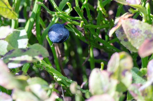 Blueberry twig, blueberry bush in a garden in summer time. Macro perspective, background. Fresh fruits. 