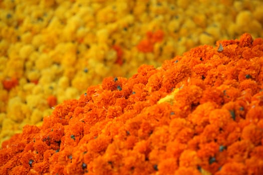 Bright orange Marigold flowers on the backdrop of yellow Marigold flowers. This flowers are traditionally used during the rituals of Dassera festival in India.