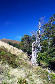 old tree, fallen tree, Old broken and splintered tree 