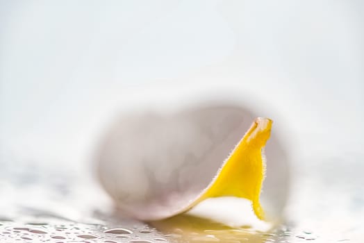 A isolated close up photograph of a Frangipani petal flower on white background