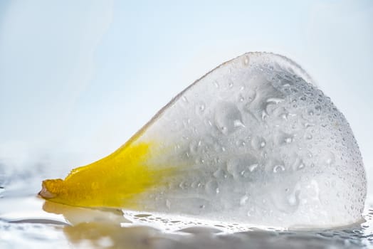 A isolated close up photograph of a Frangipani petal flower on white background