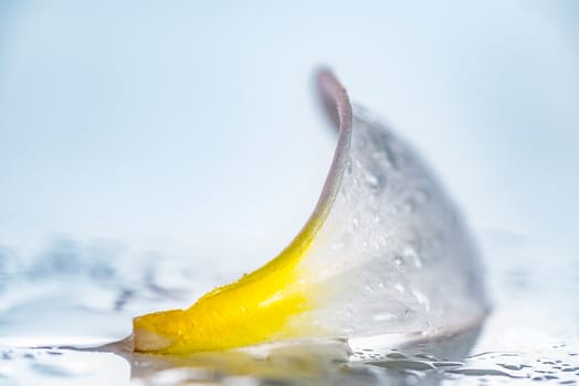 A isolated close up photograph of a Frangipani petal flower on white background