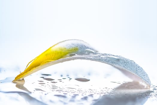 A isolated close up photograph of a Frangipani petal flower on white background