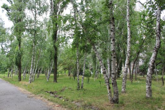 Birch forest in daylight.