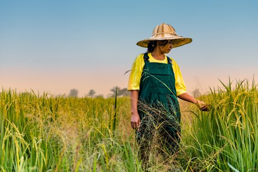 Farmer woman inspecting her rice field