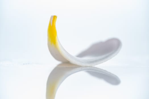 A isolated close up photograph of a Frangipani petal flower on white background
